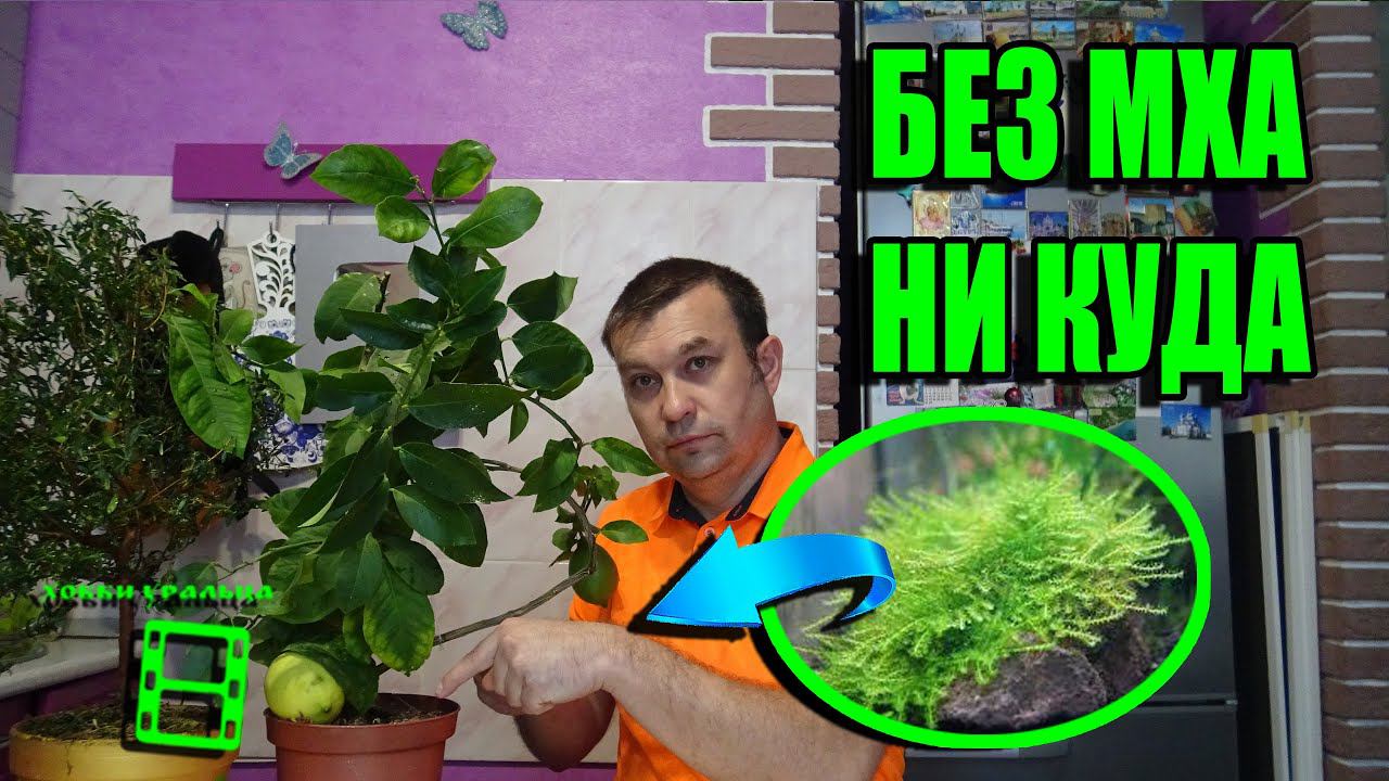 МУЛЬЧА И МУЛЬЧИРОВАНИЕ КОМНАТНЫХ РАСТЕНИЙ, ЦИТРУСОВЫХ (ЛИМОН, МАНДАРИН) И ЭКЗОТИКИ НА ПОДОКОННИКЕ