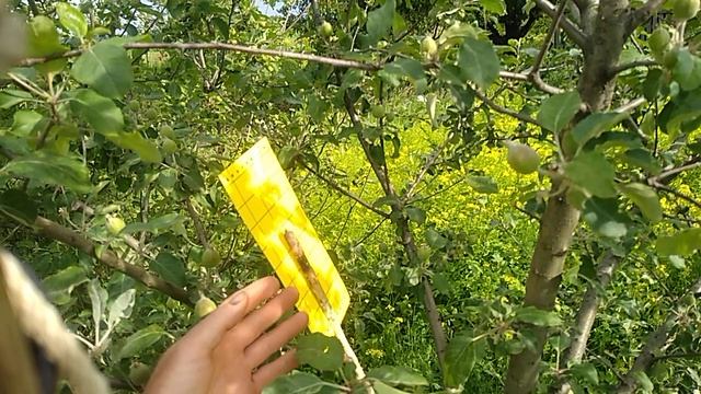 яблоневая плодожорка. как уменьшить потери от неё смотреть онлайн