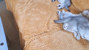 Мама кошка накормила котят, уложила спать и ушла кушать и набираться сил