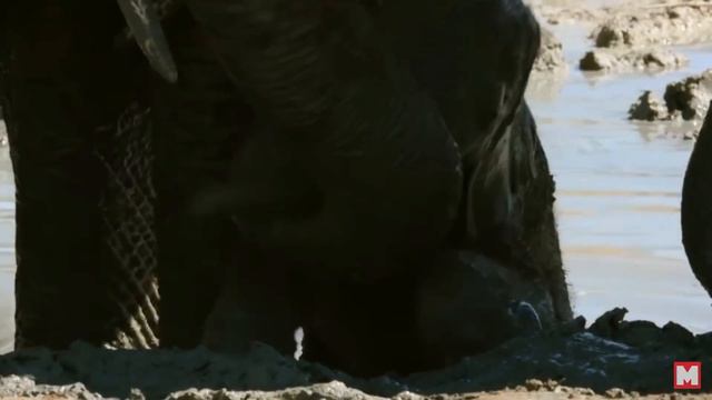 Вы когда-либо видели такое? 8 Неизвестных Вещей о животных, о Которых вы узнаете впервые. смотреть онлайн