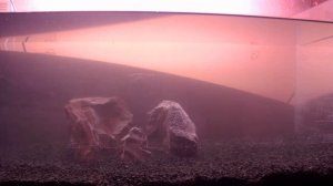 Запуск нового аквариума (Часть 1)