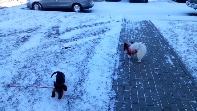 Друг Умка (папильон) смотреть онлайн