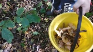 #грибы#опята#краснодарскийкрай#осень#лес ГРИБНАЯ ОХОТА КРАСНОДАРСКИЙ КРАЙ СМОЛЕНСКАЯ ОКТЯБРЬ