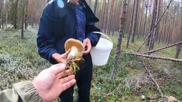 Боровики. Белые грибы. Лодейнопольский район. #боровик #белыйгриб #алеховщина