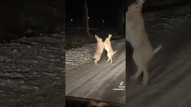 2022-04-01-151806257.mp4