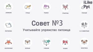 5 советов, как воспитывать южноафриканского бурбуля