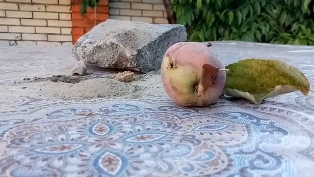 Как гниет яблоко смотреть онлайн