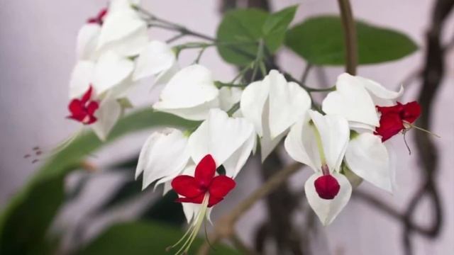 ЭКЗОТИЧЕСКИЕ РАСТЕНИЯ ДОМА ИЛИ ЭКЗОТЫ ИЗ МОЕЙ ОРАНЖЕРЕИ | EXOTIC PLANTS AT HOME