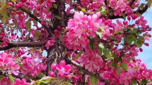 Цветущая сакура в Москве #москва #прогулка #сакура