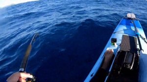 Noosa Marlin from Kayak