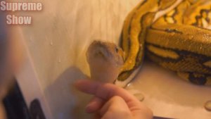 САМАЯ БОЛЬШАЯ ПОЙМАННАЯ ЗМЕЯ. Реальные факты.