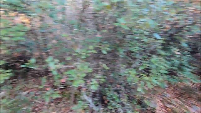 Dalia, Nina beccaccia 08/11/2020 смотреть онлайн