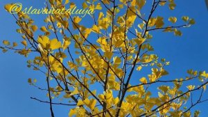 Интересные деревья для сада. У меня в саду растет такой экземпляр. Золотой шар.