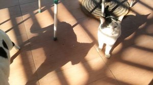 Xperience Kiroseiz Parkland/Premier