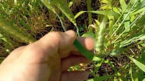 Поздний посев пшеницы по предшественник подсолнух.