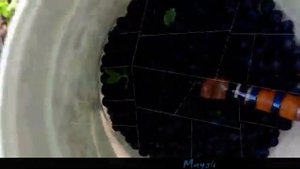 Грибы Лисички и Ягодки Чернички в Смоленском лесу.