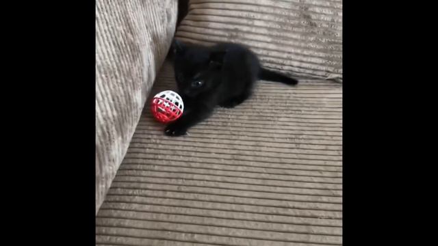 Котёнок воспитанный французским бульдогом смотреть онлайн