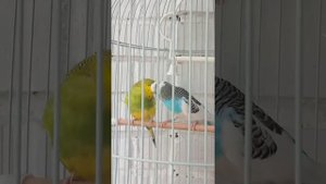 Брачный период у волнистых попугаев