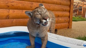 Месси поймал рыбу и съел её! лучшая рыбалка!