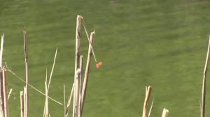 Золотой карась Харламовского пруда.