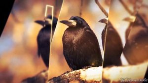 Видео шоу Грачи прилетели Весна