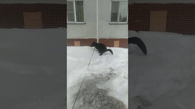 ВЕО восточно европейская овчарка черная 2023-02-25 18-34-45 смотреть онлайн