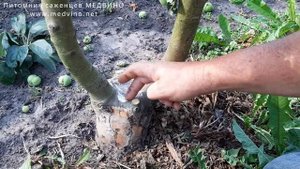 Что делать дальше когда прививка за кору/ в расщеп прижилась