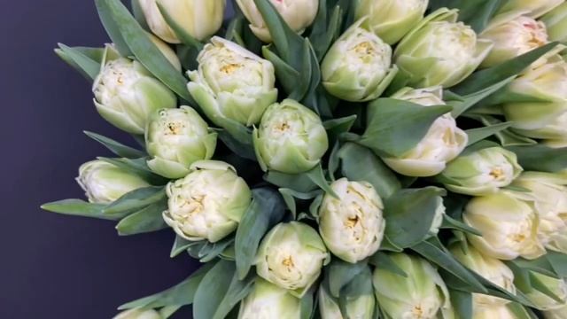 Пионовидные тюльпаны лимонные смотреть онлайн