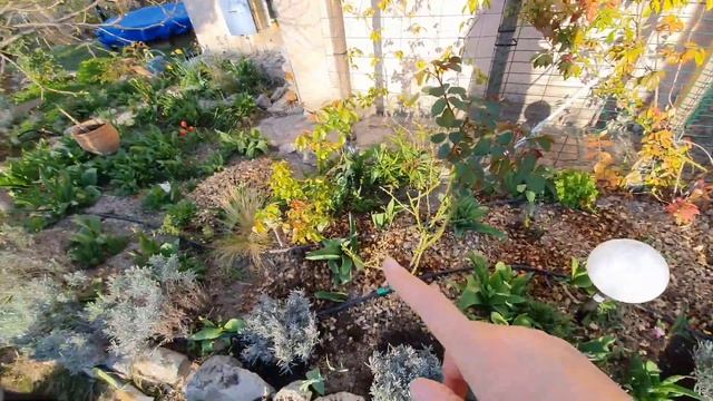 Наконец-то, новая лаванда на своём старом месте в моем саду! Весна 2021 смотреть онлайн