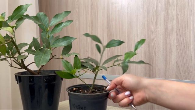 Лаймкват «Юстисс» смотреть онлайн