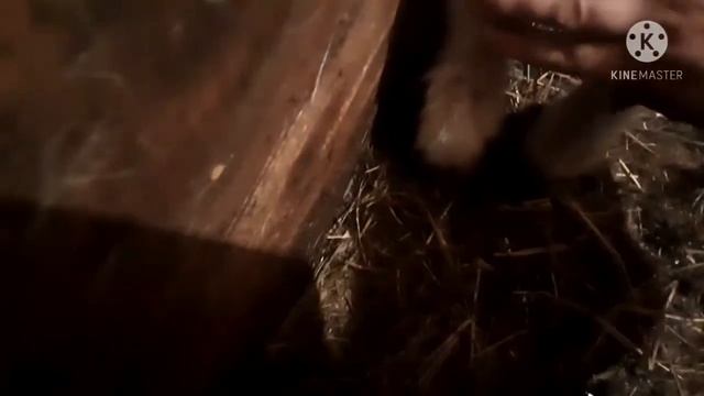 Козовник/Содержание коз зимой/Содержание кур зимой/Собака живёт в тепле...