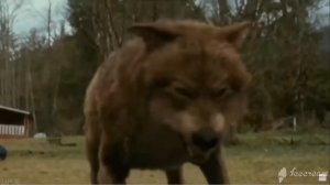 ВЕЛИКИЕ ЦИТАТЫ ВОЛКА/АУВ 🤘🤘🤘🤘🤘🤘