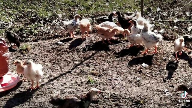 Цыплята, помеси разных пород