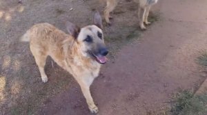 Лакенуа - бельгийская овчарка с кудрявой шерстью