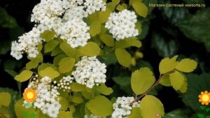 Спирея вангутта Голд Фонтан. Краткий обзор, описание характеристик spiraea vanhouttei Gold Fountain