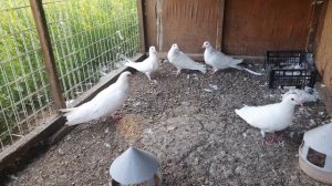 Голуби Римский великан . 31.08.2021.