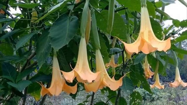 Para Que sirve El Floripondio Propiedades Medicinales (Brugmansia) смотреть онлайн
