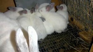 Ночной обзор   ночной дозор ! 23 10 20 Окрас и пигментация кроликов породы Калифорния #Кролики #мил