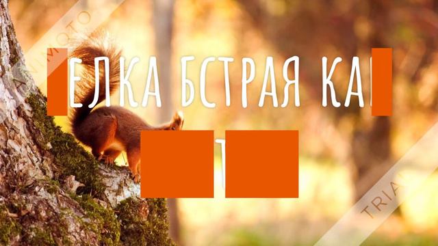 лесные животные