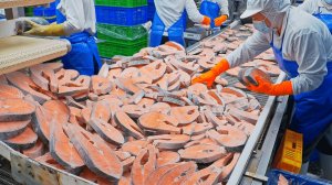 Завод по переработке разделки лосося, приготовление супа мисо из лосося.