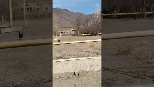 Медведи и страусы . смотреть онлайн