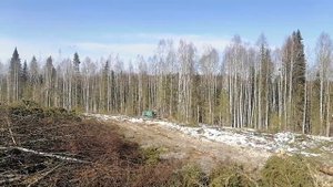 Валка леса хлыстами, валочная машина ЛП 19