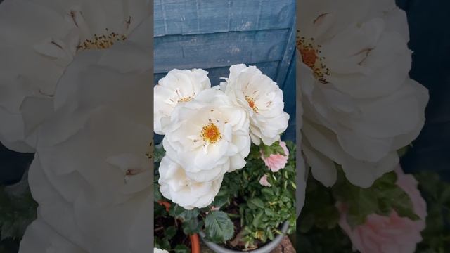 Rose Margaret Merril #gardening #rose #britishsummer #roses #englishroses #garden #flowers