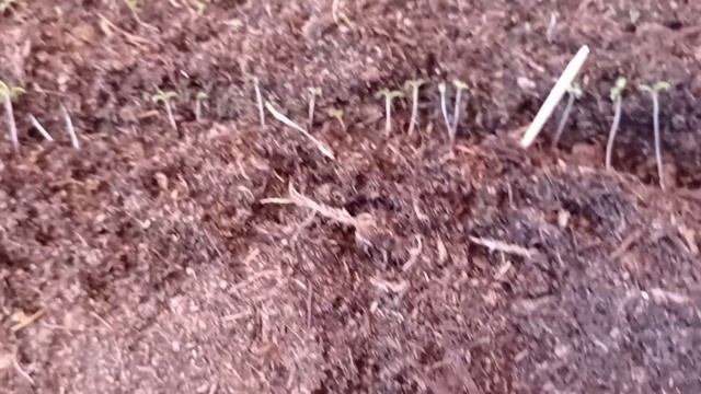 Портулак, алиссум. Пикируем вместе 28.03.21