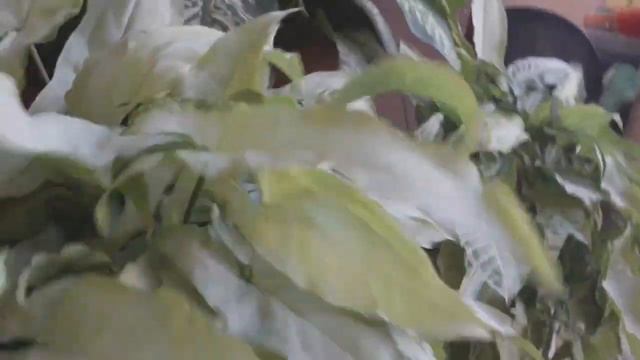 ALL ABOUT SYNGONIUM AND CARE..