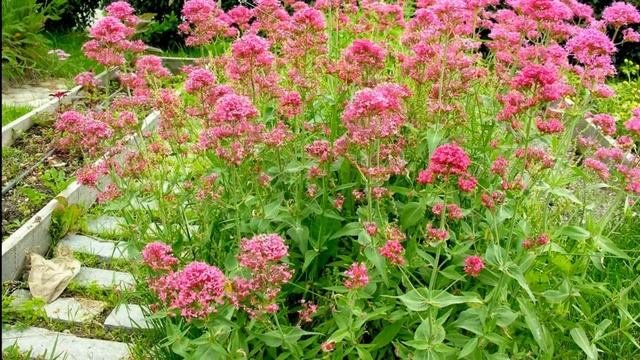 ❀ Многолетние цветы, которые цветут уже в первый год после посадки