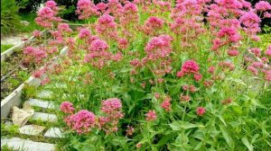 ❀ Многолетние цветы, которые цветут уже в первый год после посадки