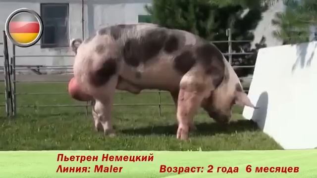 племенные свиньи пород 'Пьетрен
