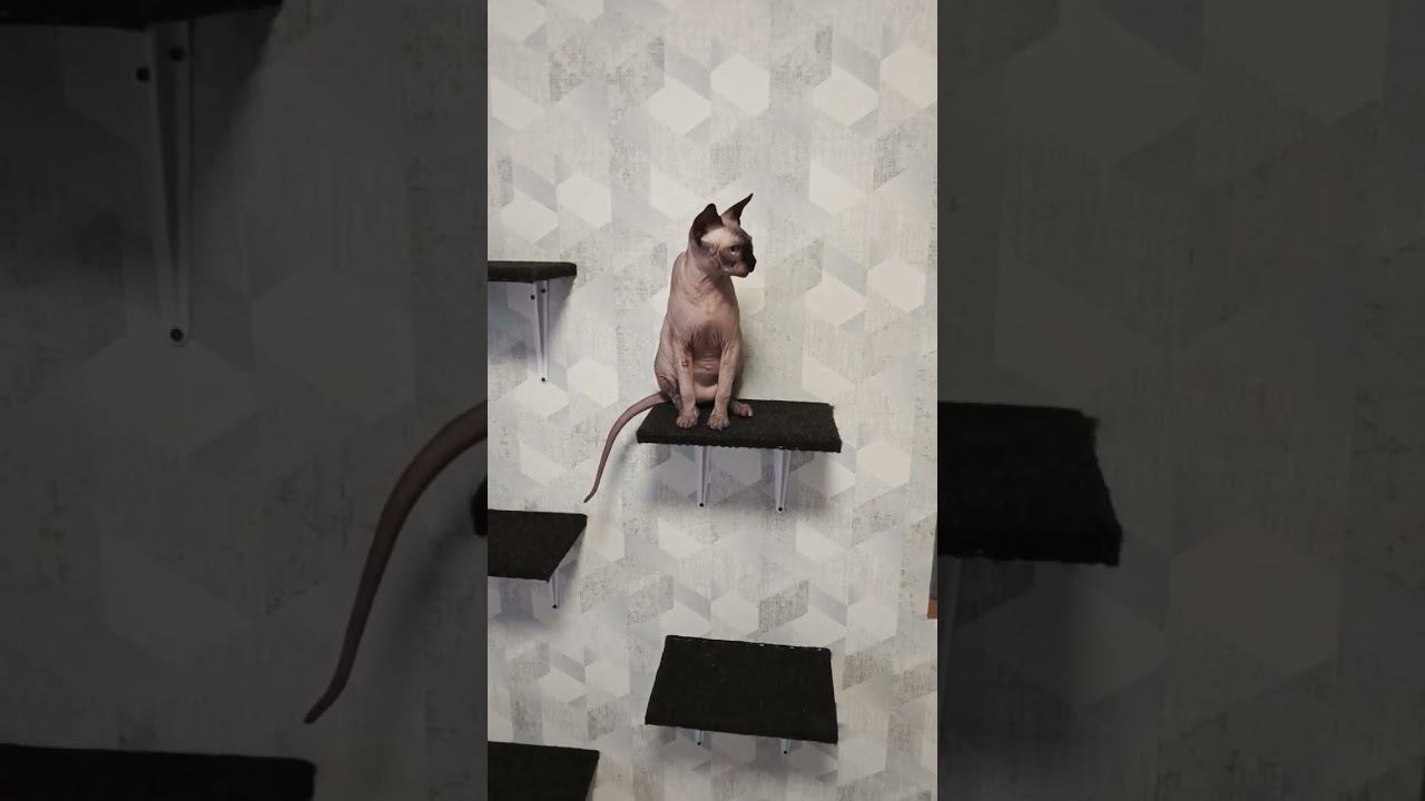Золотой ребёнок#catshorts #cats #смешныекоты #котята #приколысживотными