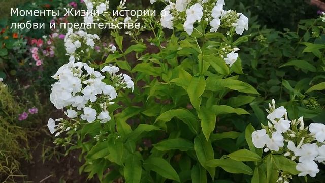 ⚡️Не предупредив мужа она уехала на дачу, а когда вошла в дом, то не поверила глазам ... смотреть онлайн